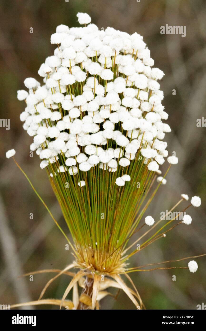 Eriocaulaceae; Syngonanthus; Plant, Sempre-viva, São Gonçalo do Rio Preto, Minas Gerais, Brazil Stock Photo