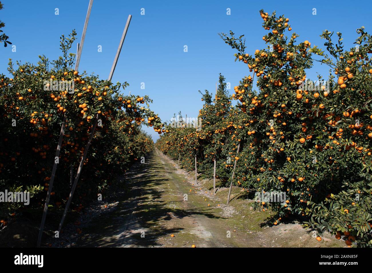 Ripe tangerines in a California citrus orchard Stock Photo
