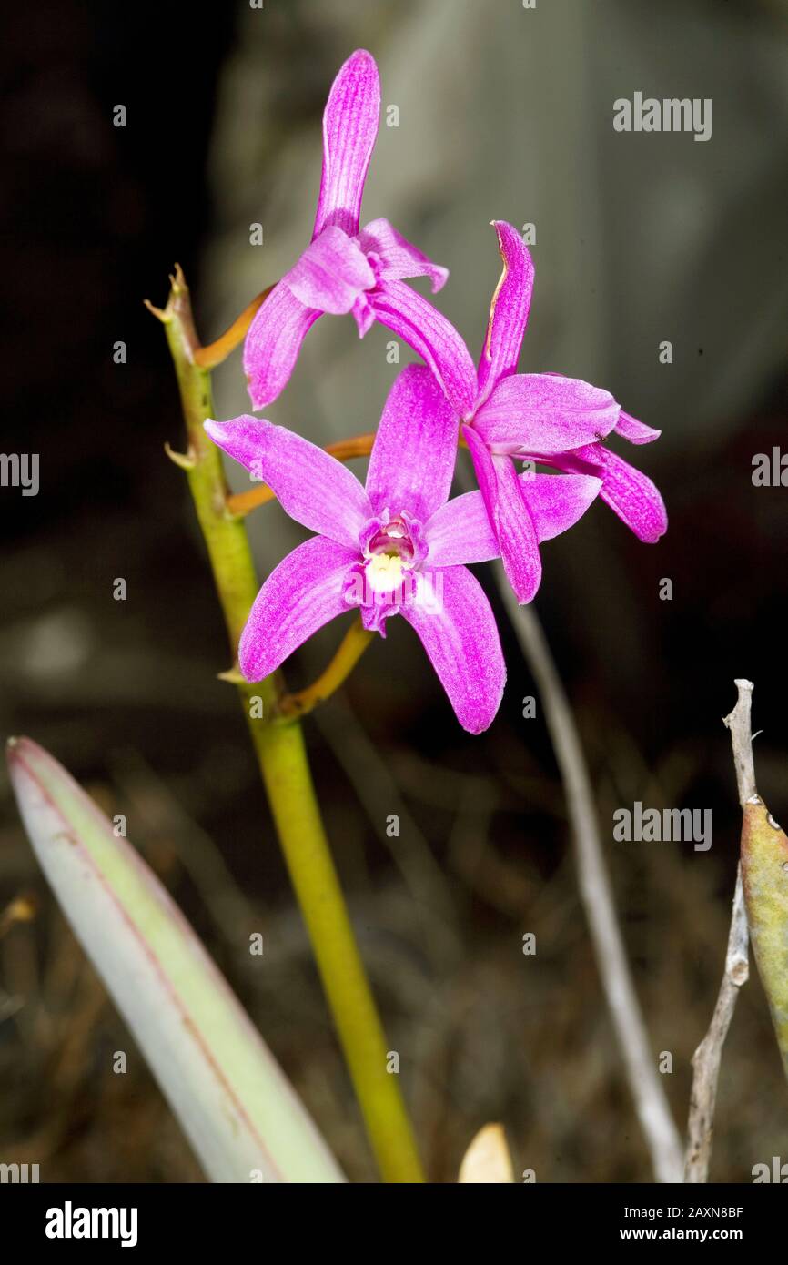 Flores de orquídea (Laelia sp), Orchidaceae, Orchid, São Gonçalo do Rio  Preto, Minas Gerais, Brazil Stock Photo - Alamy