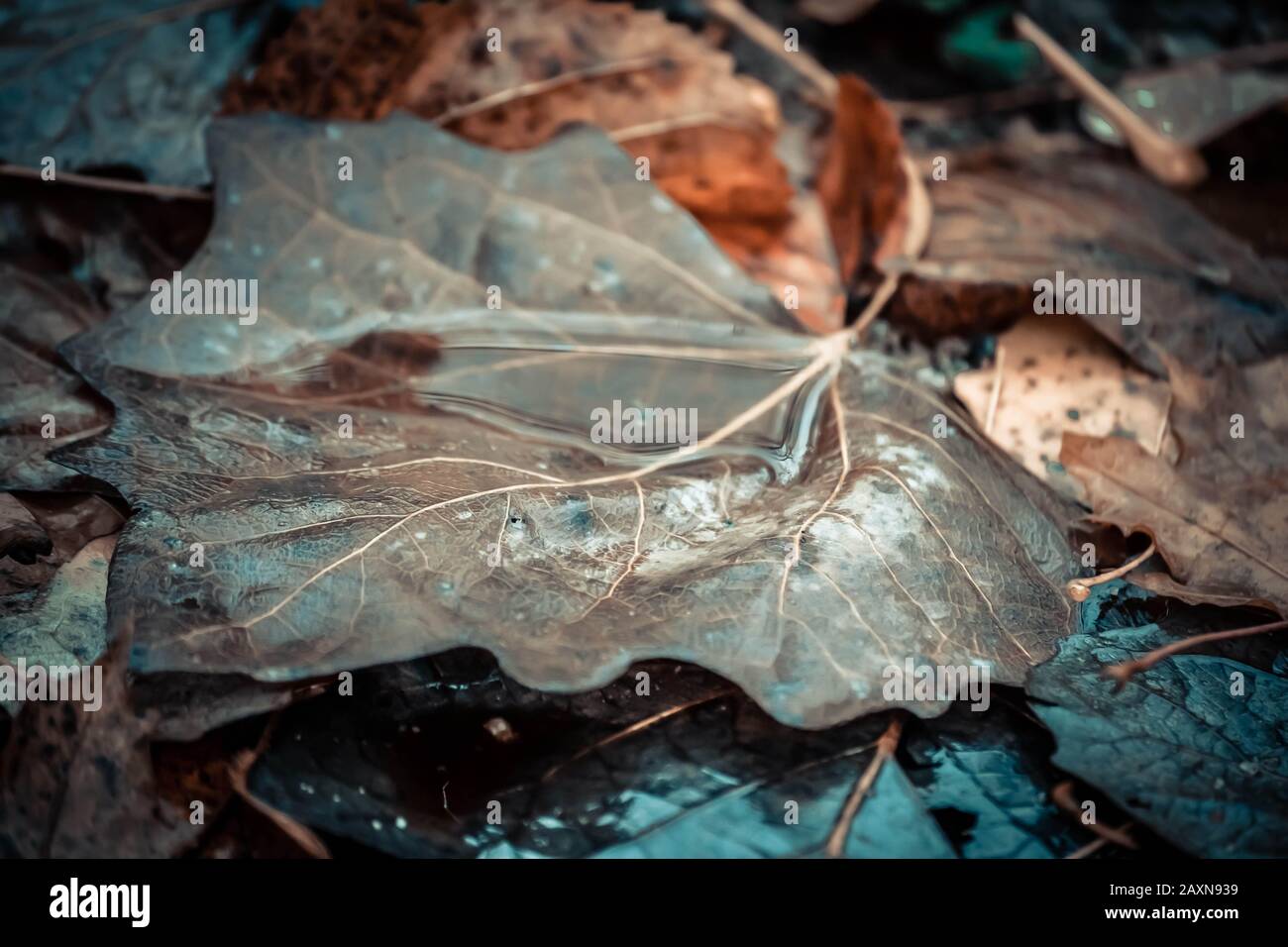background Wet brown dry leaf poplar macro Stock Photo