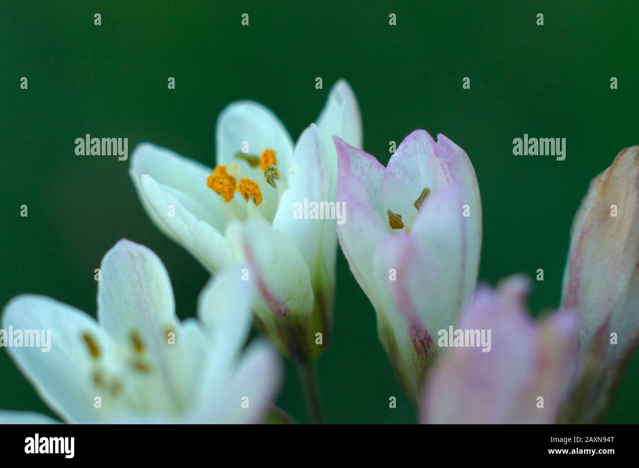 Wild garlic flowers in the orchard of Valencia, Spain. Stock Photo