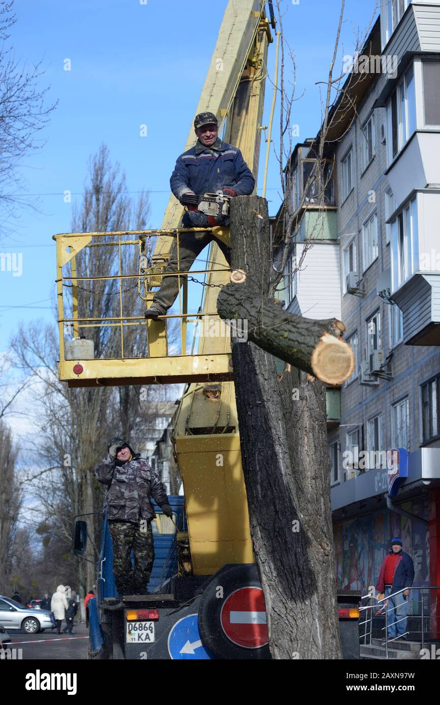 Municipal worker cutting dead standing tree with chainsaw using truck ...