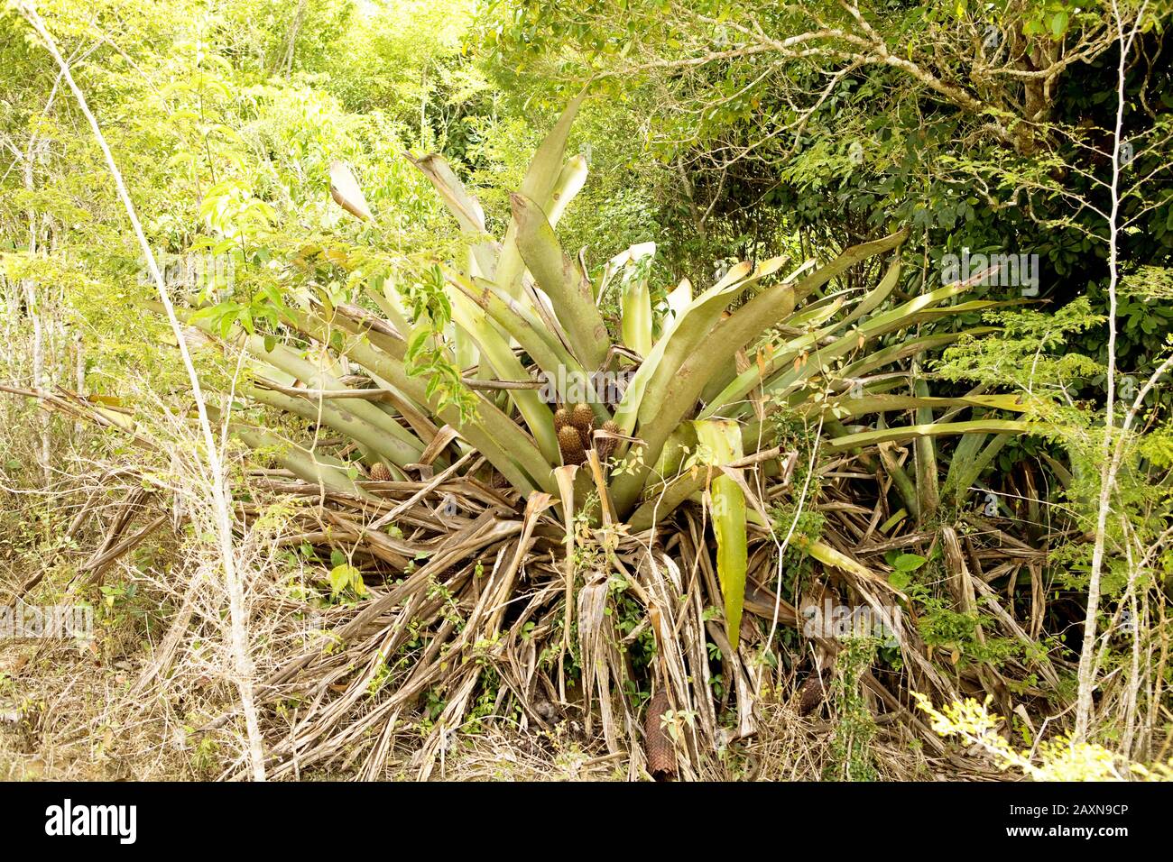 Gravatá, Bromeliaceae, bromélia-tanque  (Aechmea aquilega), Plant, Bromélia-tank, Boa Nova, Bahia, Brazil Stock Photo