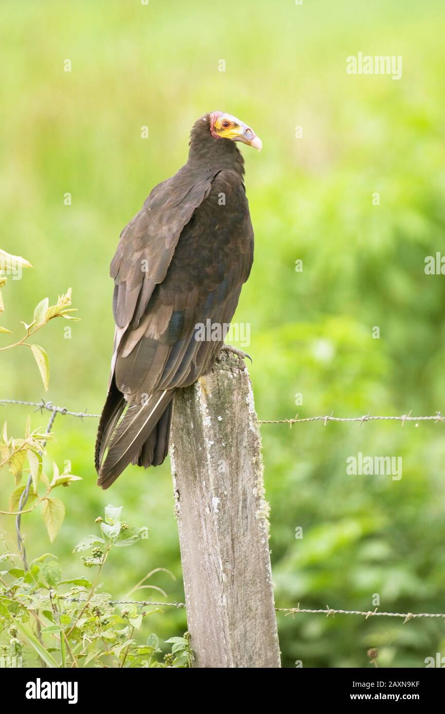 Urubu De Cabeca Amarela Cathartes Burrovianus Pousado Em Mourao Cathartidae Ciconiidae Vulture Of Head Yellow Bahia Brazil Stock Photo Alamy