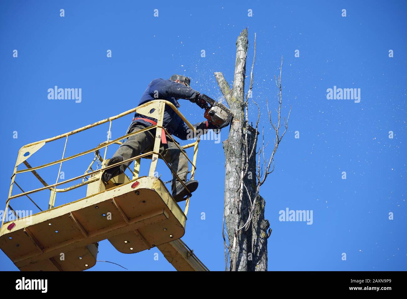 Municipal worker cutting dead standing tree with chainsaw using truck-mounted lift Stock Photo