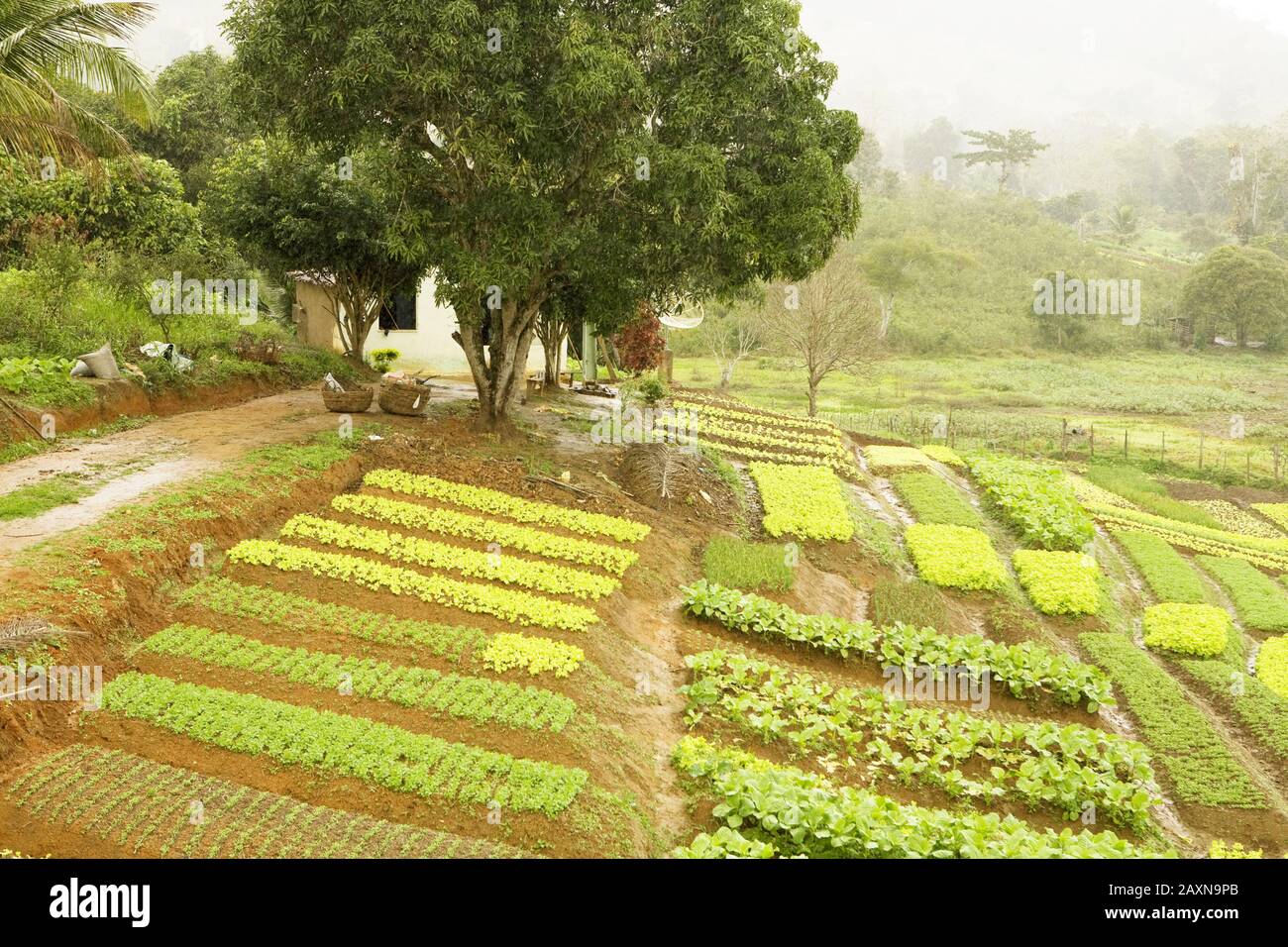 Itagibá Bahia fonte: c8.alamy.com