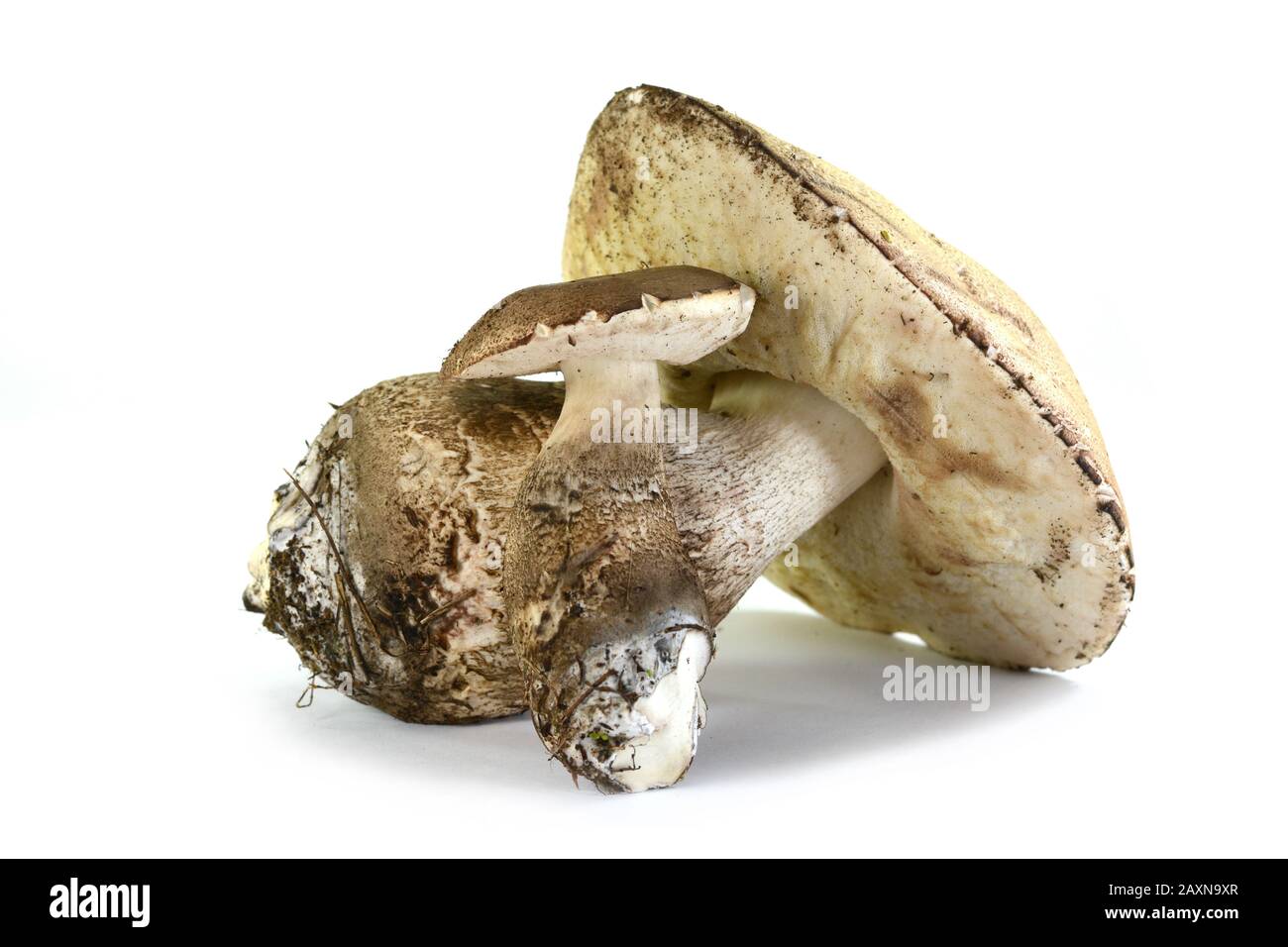 Leccinum  carpini mushroom isolated on white. Stock Photo