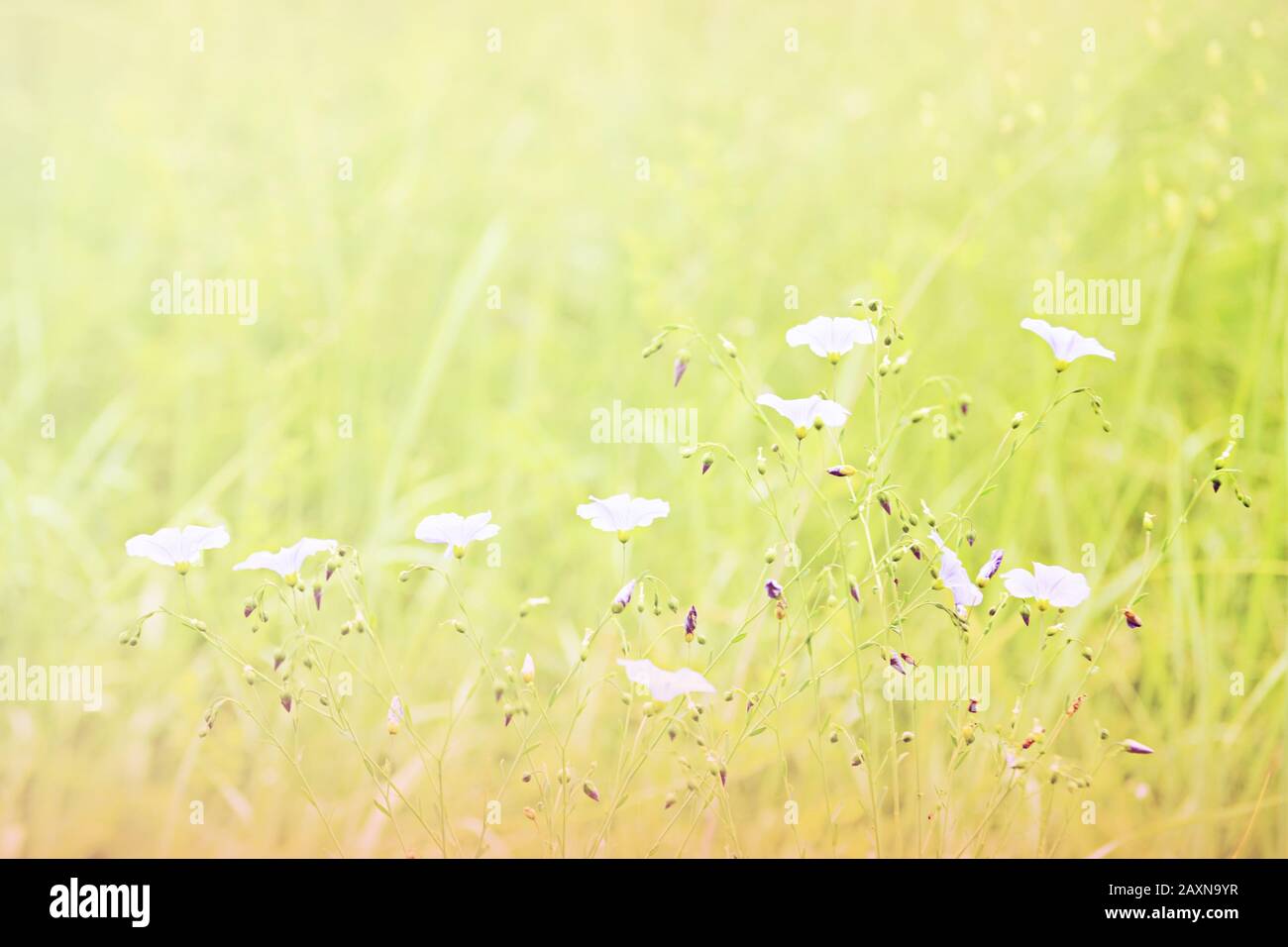 small purple flowers in a green field, filter Stock Photo - Alamy