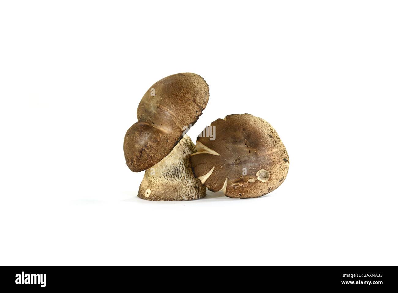 Leccinum  carpini mushroom isolated on white. Stock Photo