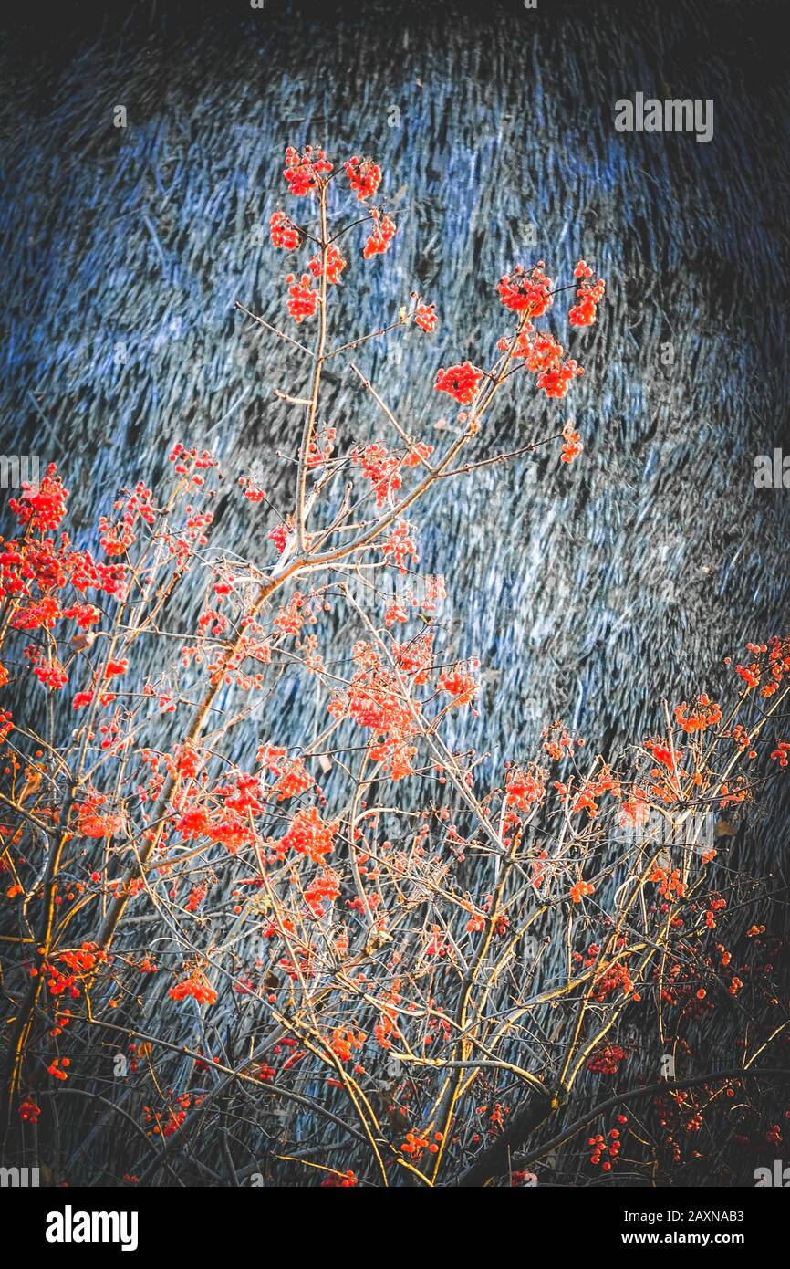 branches with red viburnum on a gray background with filter Stock Photo