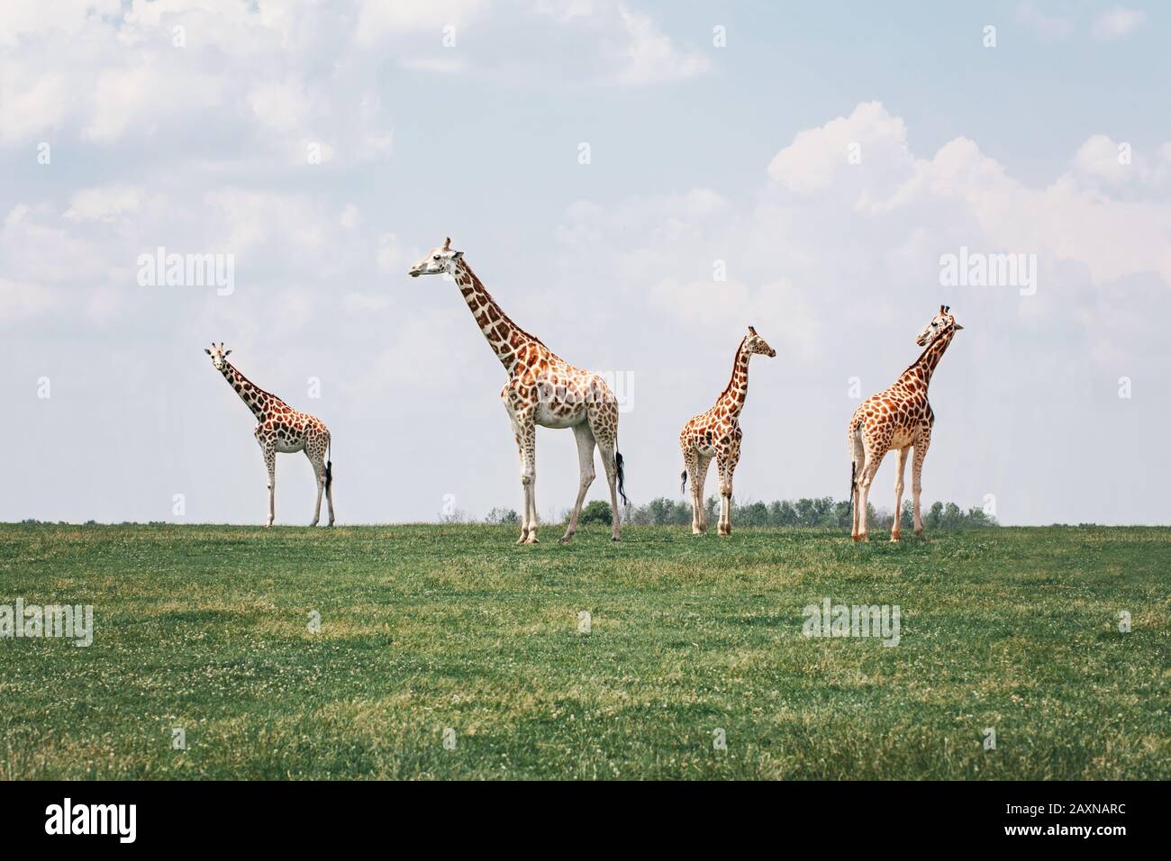 Four tall giraffes standing together in savanna park on summer day. Big exotic African animals walking on meadow looking watching around. Beauty in na Stock Photo