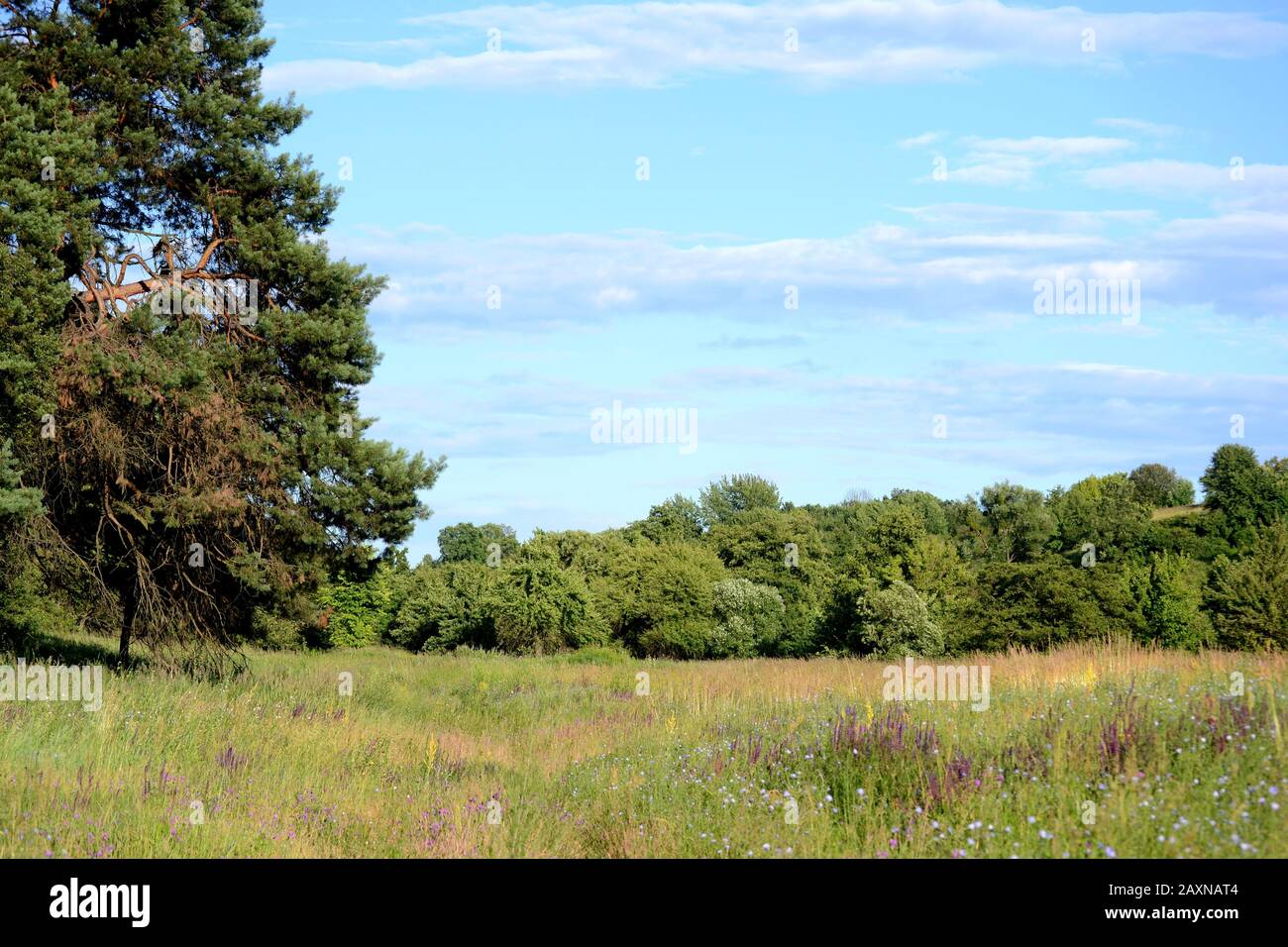 blue sky with white clouds and the tops of green trees Stock Photo - Alamy
