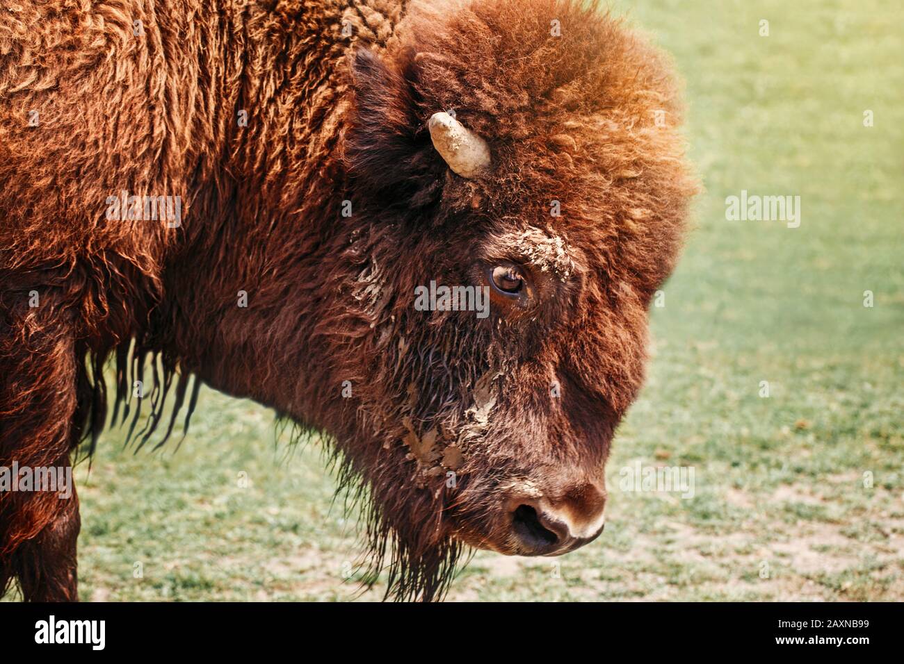 Closeup head of one plains bison outdoor. Herd animal buffalo ox bull  staring looking down on meadow in prairie. Wildlife beauty in nature. Wild  speci Stock Photo - Alamy