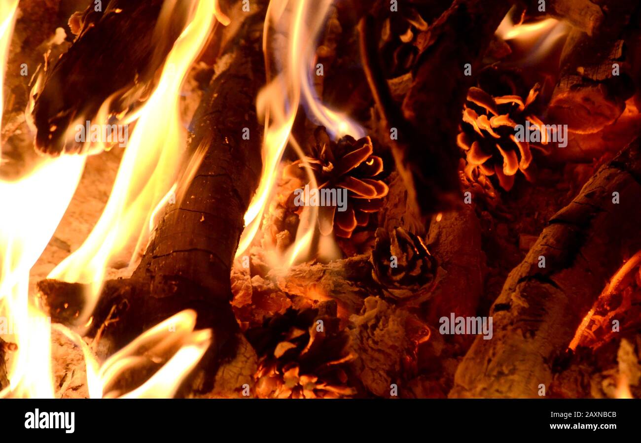 brown pine cone burn in the fire with flame Stock Photo