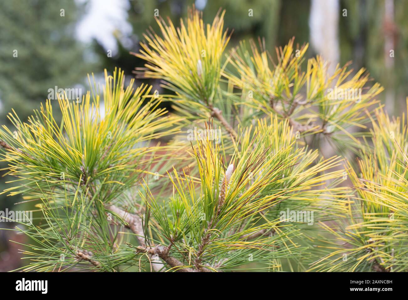 Pinus thunbergii 'Ogon'. Stock Photo