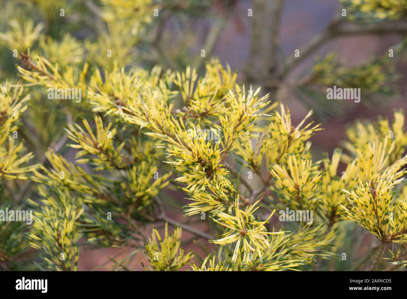 Pinus parviflora 'Ogon' - Japanese white pine. Stock Photo