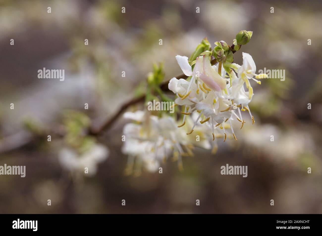 Lonicera fragrantissima - winter honeysuckle. Stock Photo