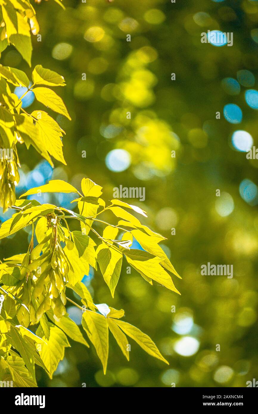 Abstract blurred green leaves background hi-res stock photography and  images - Alamy