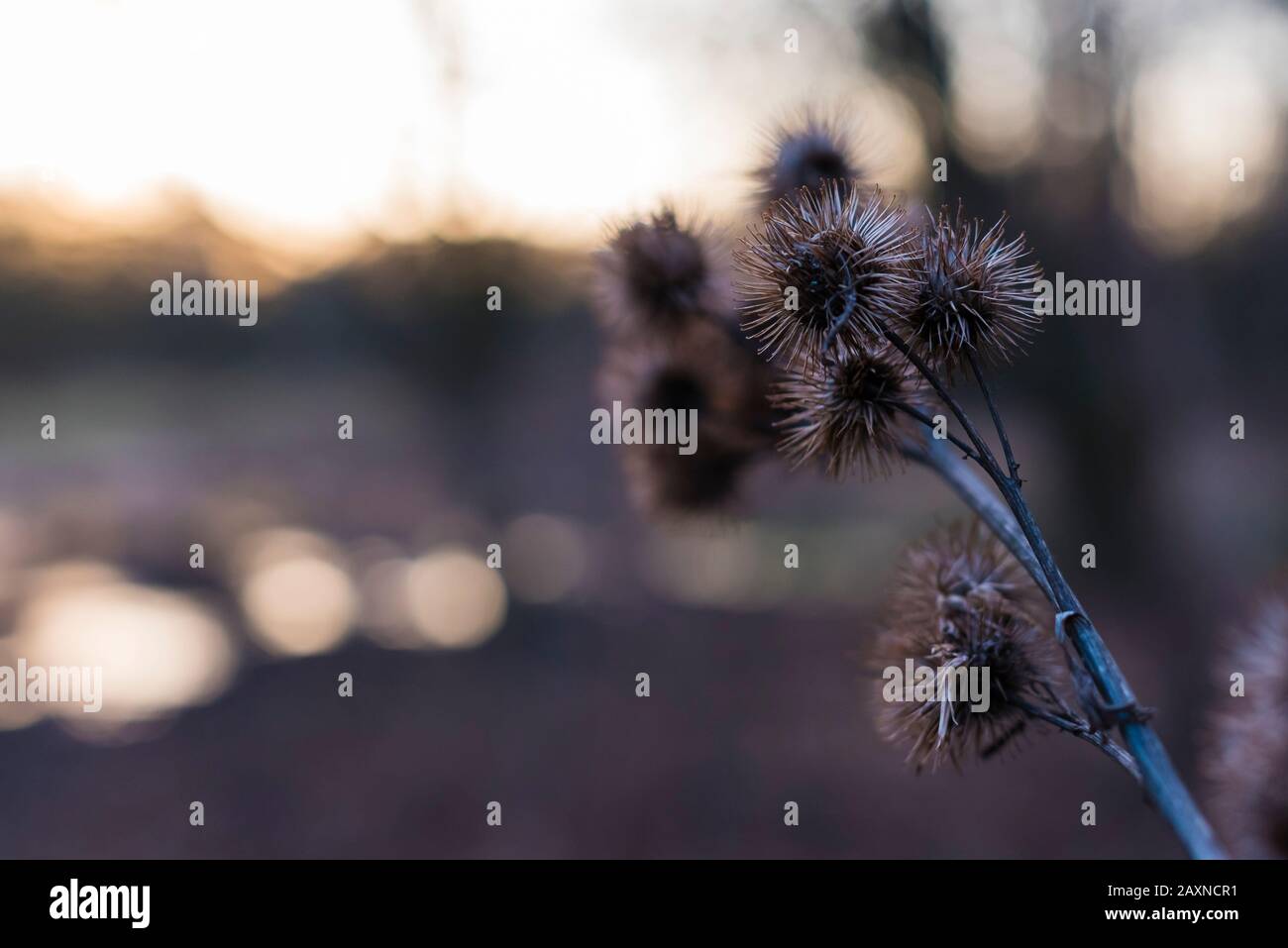 Silhouettes of old withered burdock, colorful, burdock seeds, abstract, sky and clouds, nice bokeh Stock Photo