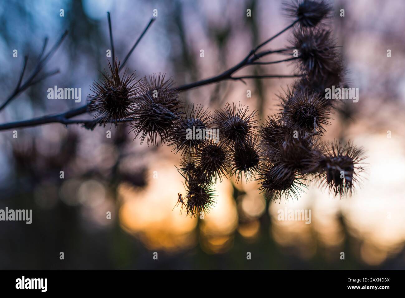 Silhouettes of old withered burdock, colorful, burdock seeds, abstract, sky and clouds, nice bokeh Stock Photo