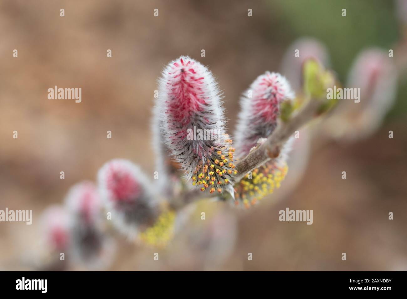 Colorful catkins on a willow branch. Stock Photo
