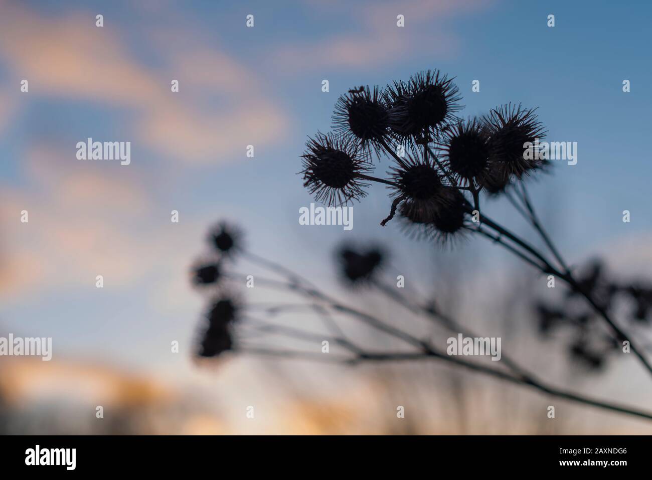 Silhouettes of old withered burdock, colorful, burdock seeds, abstract, sky and clouds, nice bokeh Stock Photo