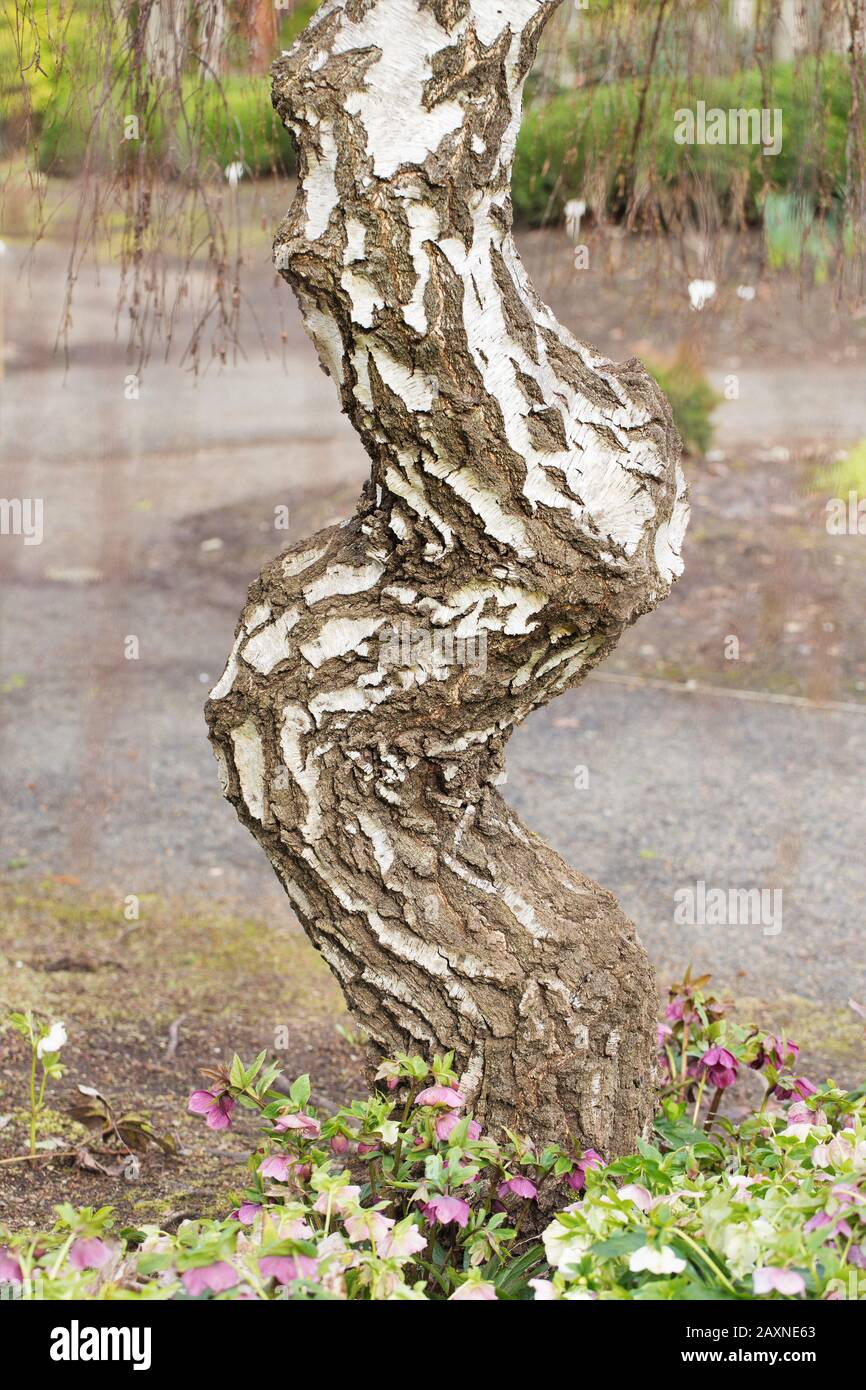 Betula pendula 'Youngii' - Young's Weeping Birch tree, close up, in winter. Stock Photo