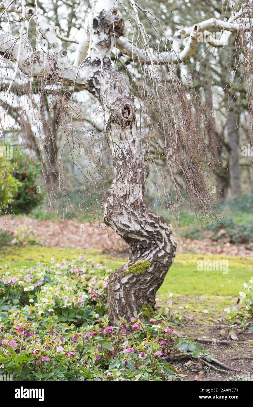 Betula pendula 'Youngii' - Young's Weeping Birch tree, close up, in winter. Stock Photo