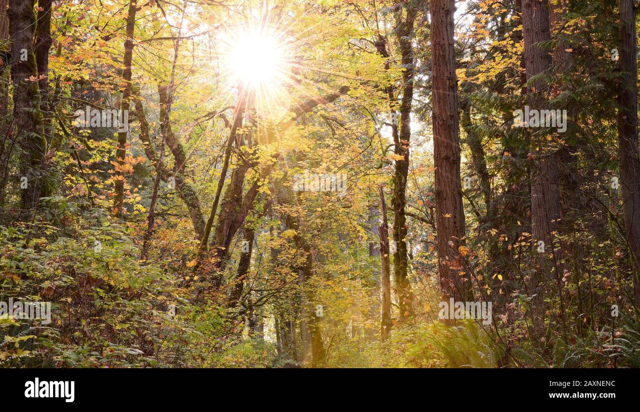 Forest With Autumn Foliage Against Bright Sun Stock Photo