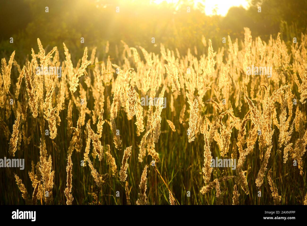 many fluffy grass with the sun shining, the filter Stock Photo