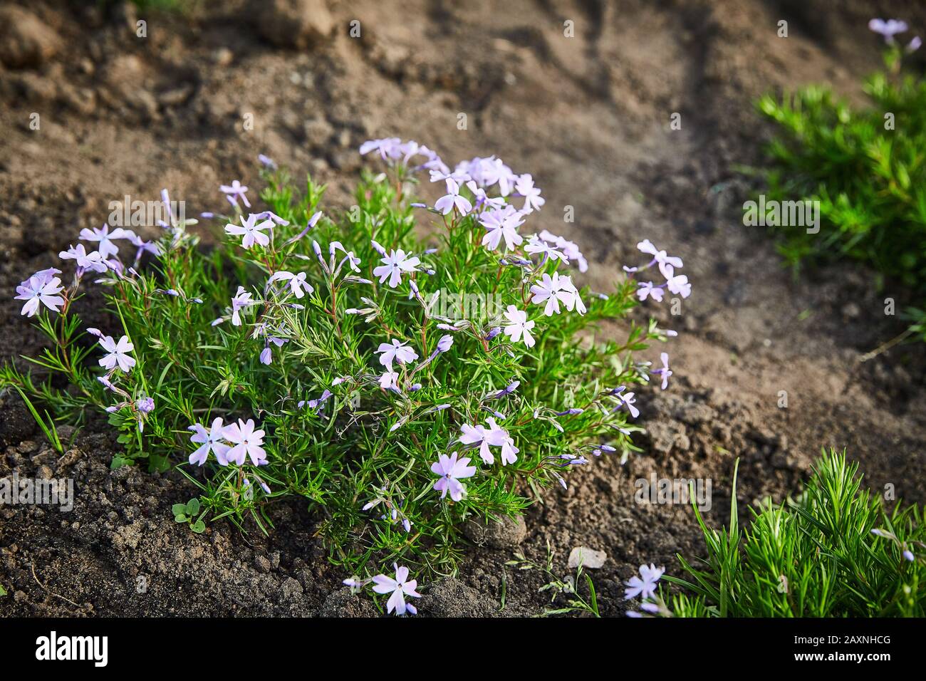 Coleonema album blooming bush in the soil on a summer day. Stock Photo