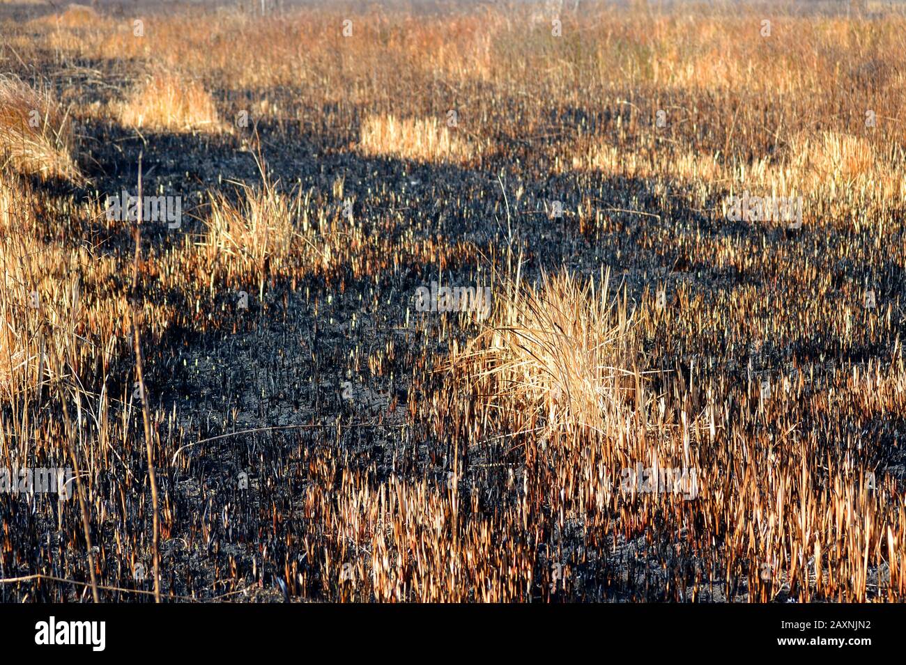 scorched dry grass close the day, a filter Stock Photo - Alamy