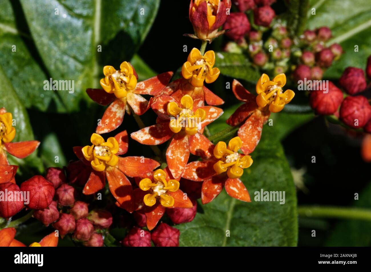 Asclepias curassavica, commonly known as tropical milkweed, bloodflower or blood flower, cotton bush, hierba de la cucaracha, Mexican butterfly weed. Stock Photo