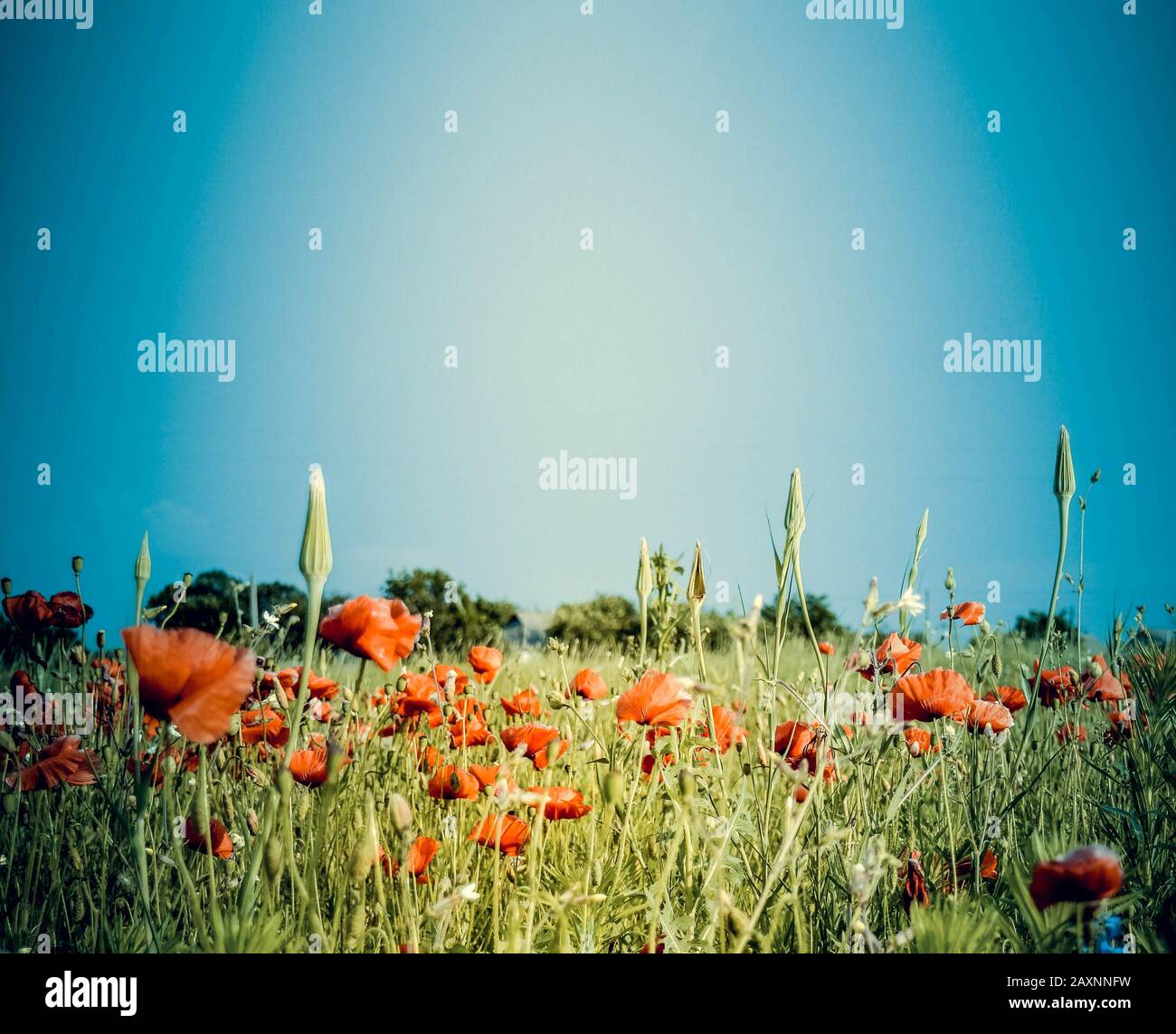 Blue sky and red poppies background hi-res stock photography and images ...
