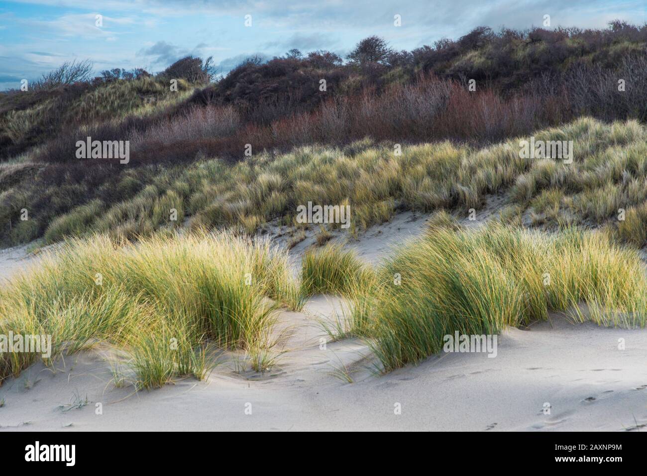Typical dune scenery at North Sea near Renesse, the Netherlands Stock ...