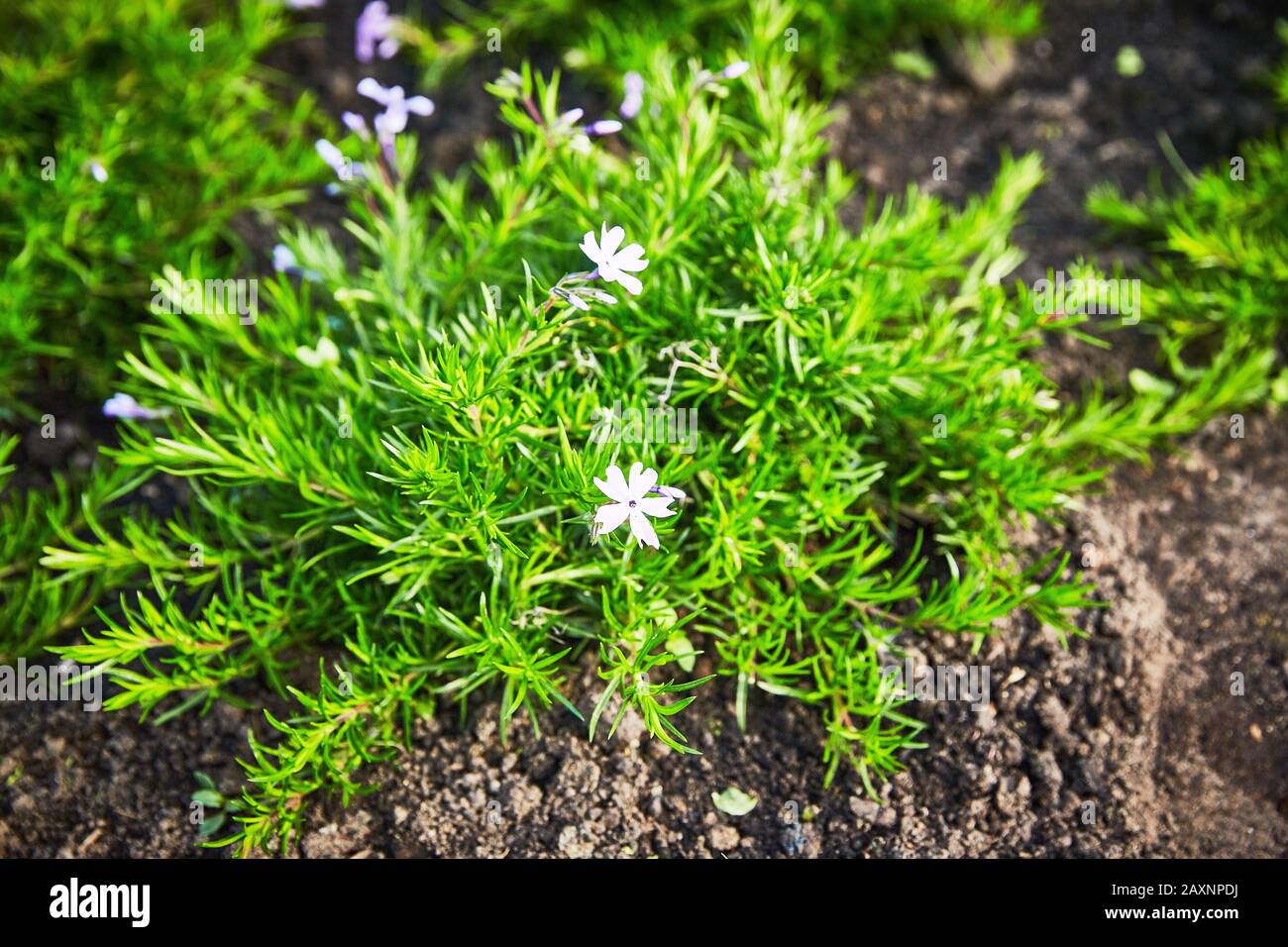 Coleonema album blooming bush in the soil on a summer day. Stock Photo