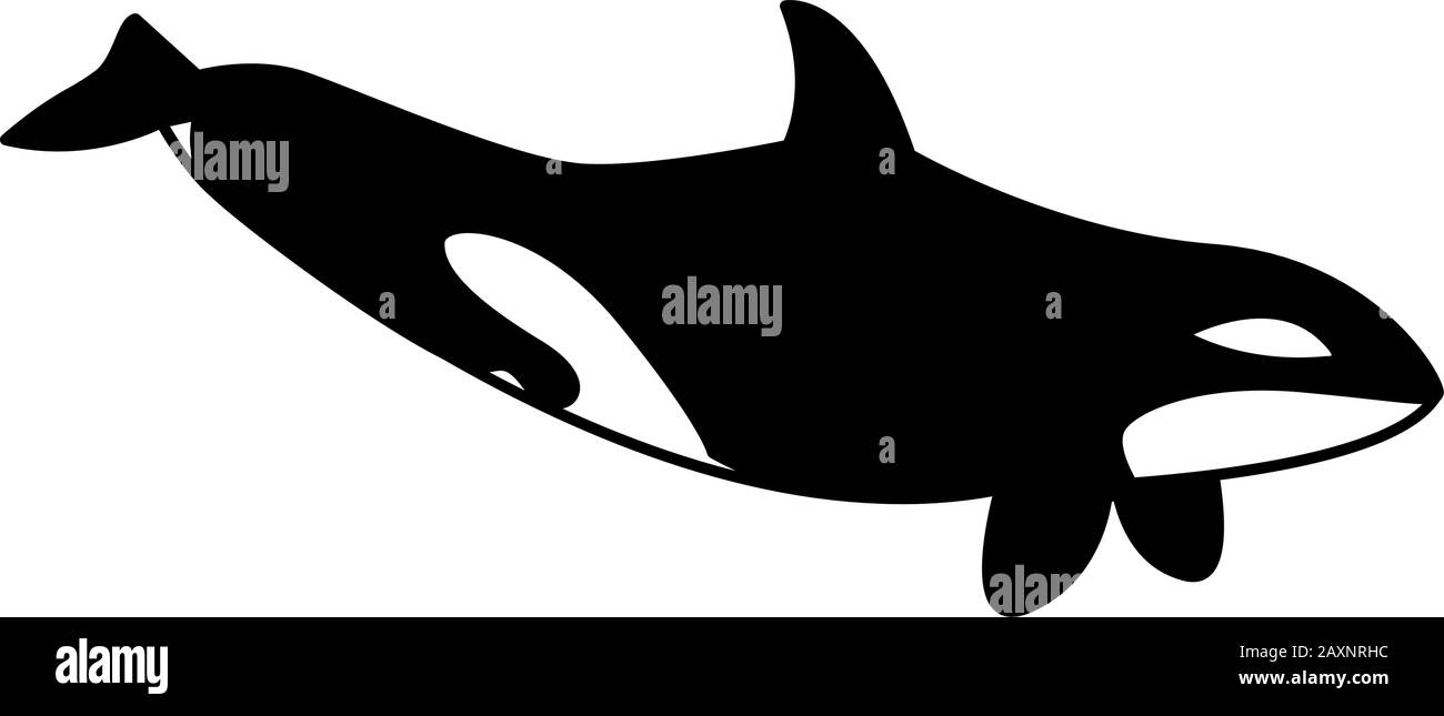 killer whale on a white background vector illustration design Stock ...