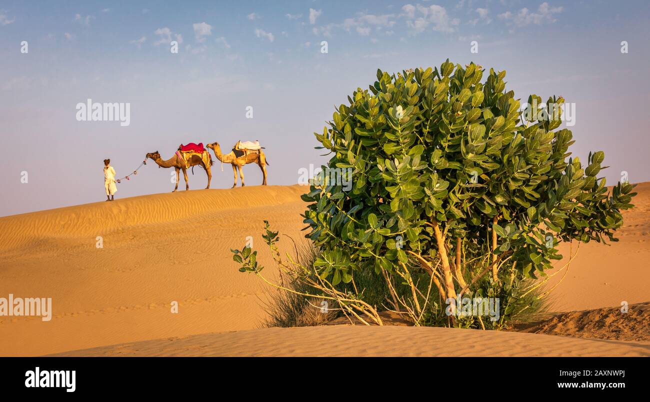 An old man with his camels, Thar desert, Rajasthan, India Stock Photo