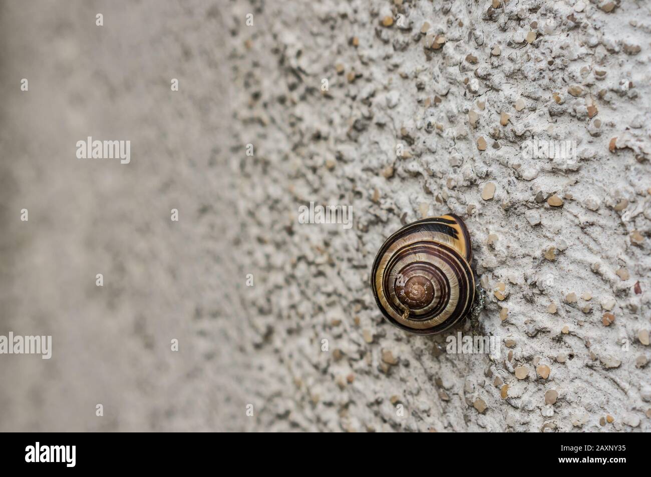 Closeup of a snail on the wall under the lights with a blurry background Stock Photo