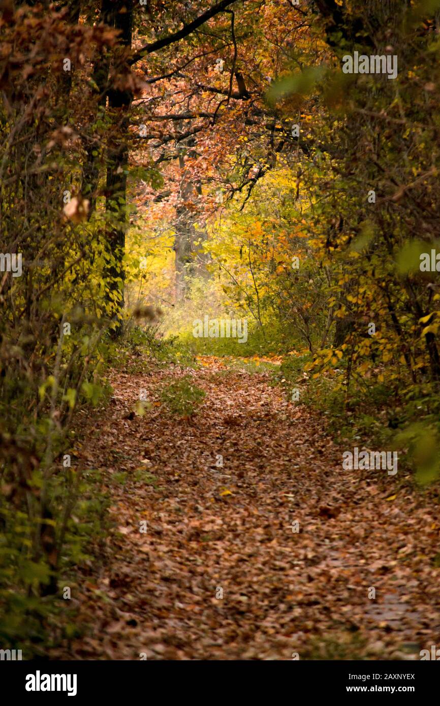 tree bark trunk grows in the autumn forest Stock Photo