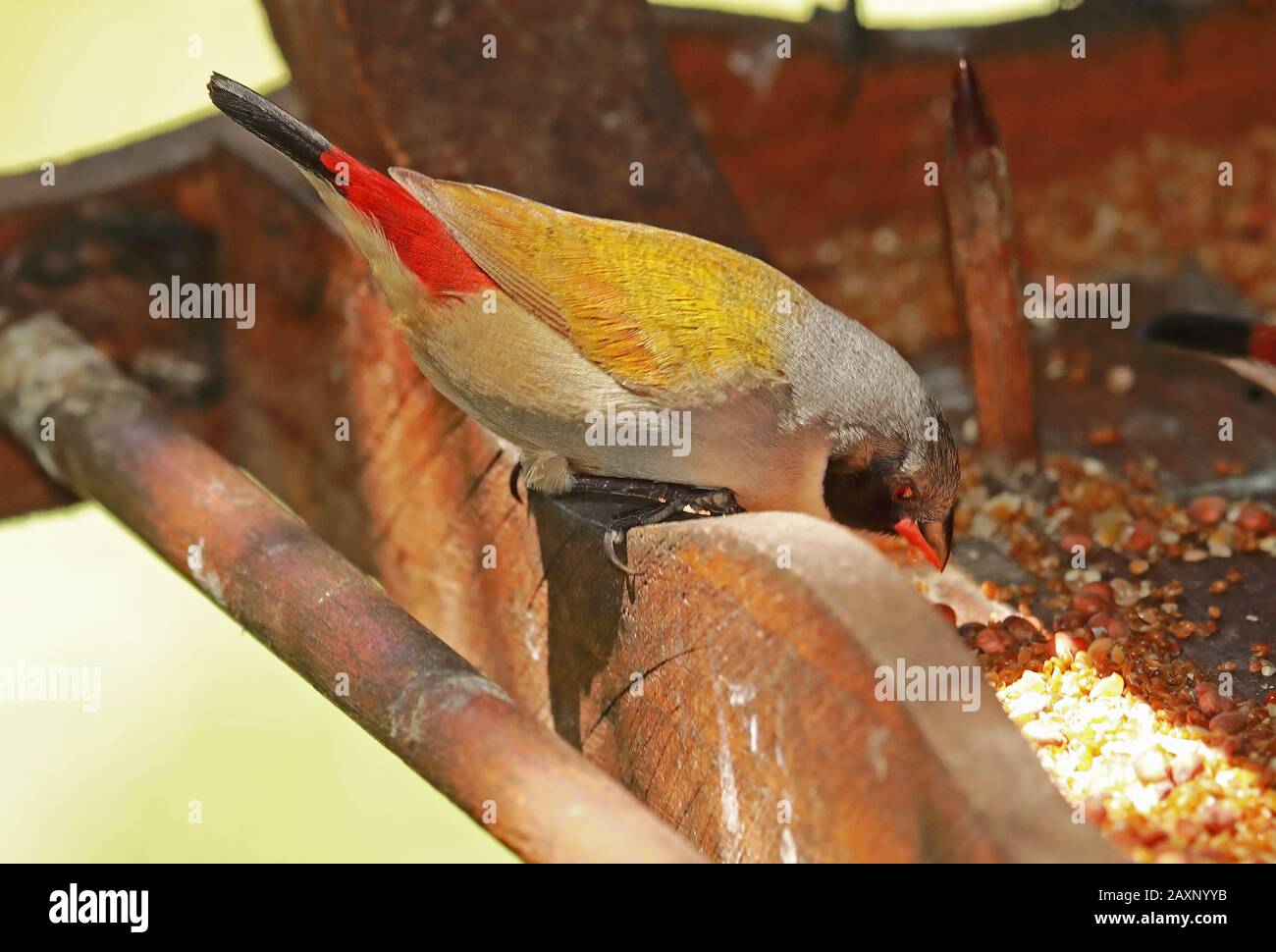 Swee Waxbill (Coccopygia melanotis) adult male feeding at birdtable  Wilderness, South Africa                November Stock Photo