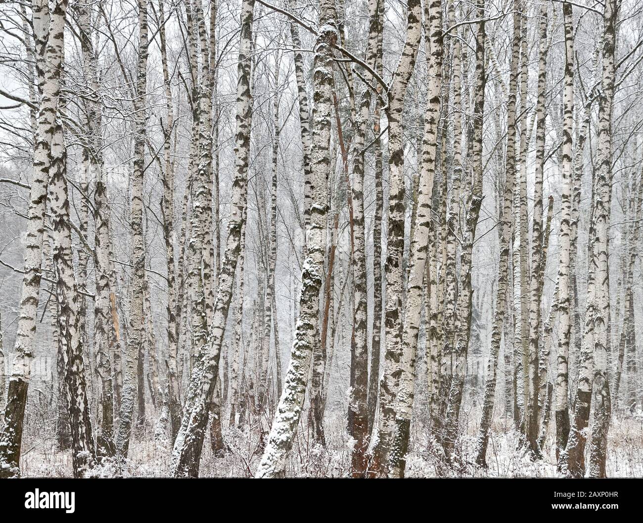 Birch trees russia hi-res stock photography and images - Alamy