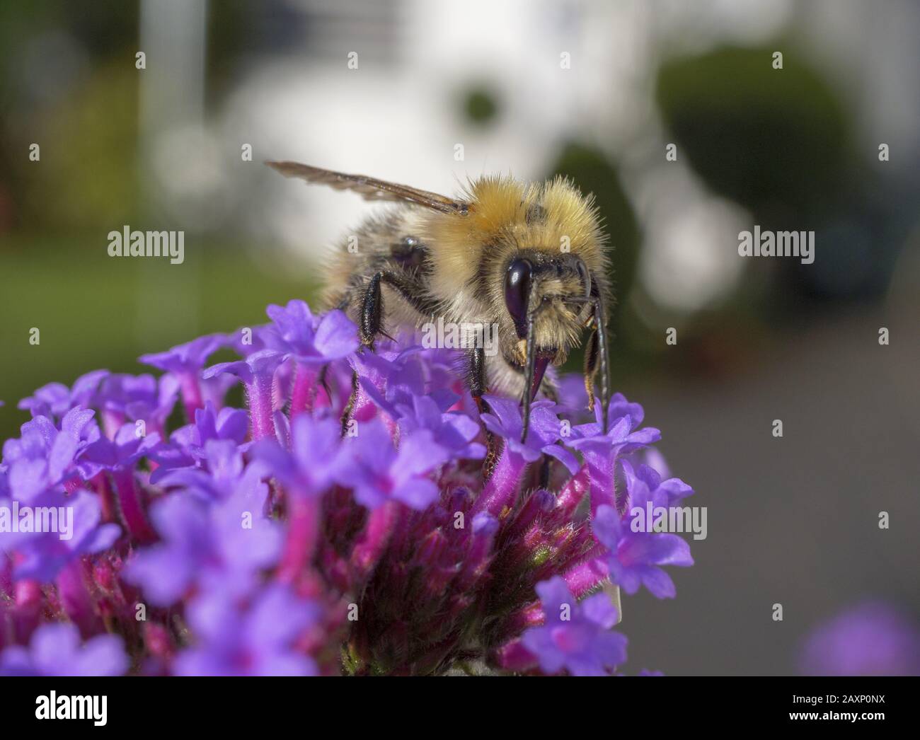 Patchwork leafcutter bee (Megachile centuncularis Stock Photo Alamy