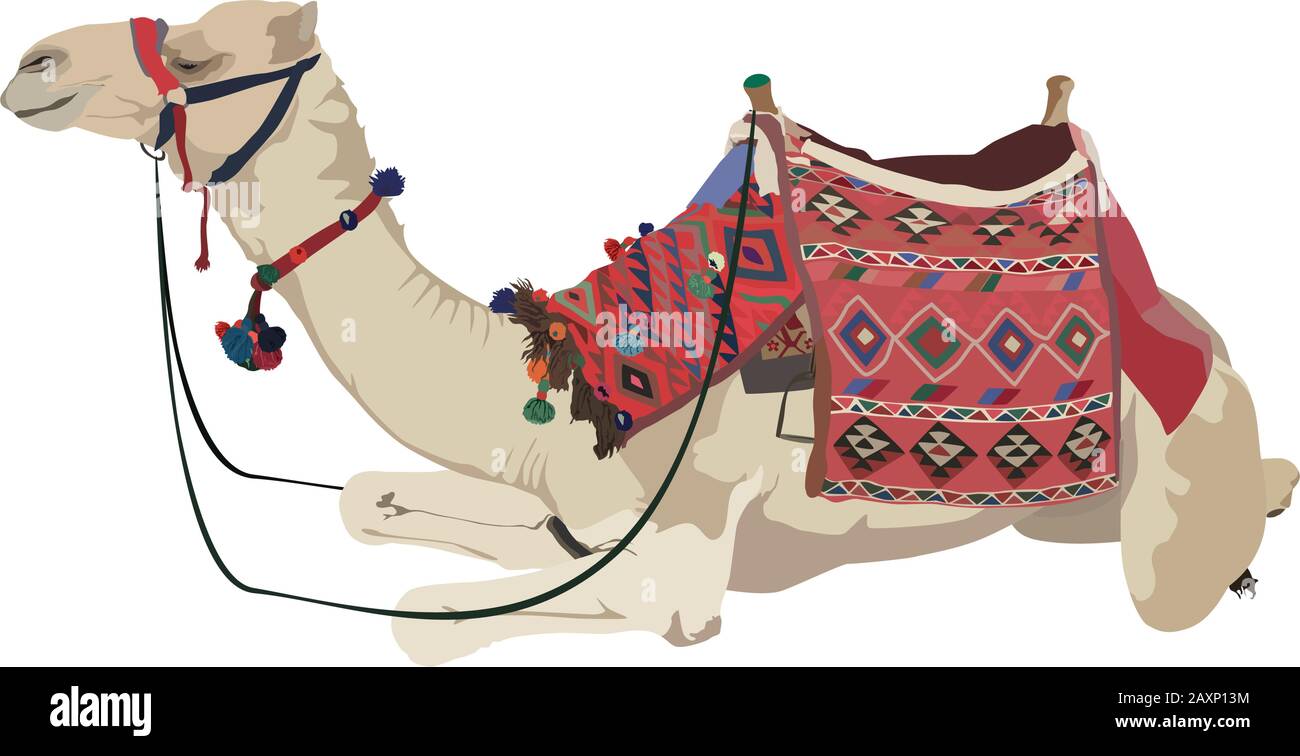 Arabian camel dromedary vector flat isolated illustration Stock Vector