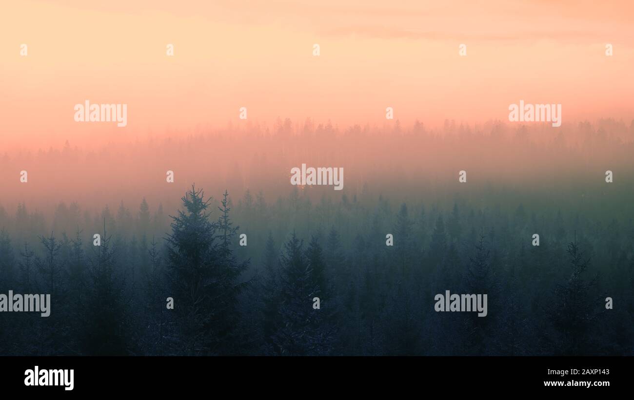 Mystic forest in the fog. Stock Photo