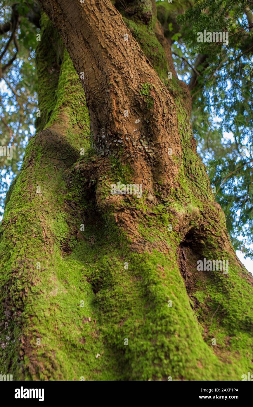 Mosscovered treetrunk, Trebah Gardens, Cornwall Stock Photo Alamy