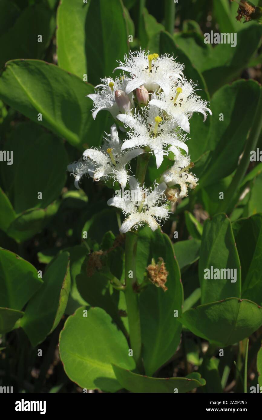 Fieberklee, Menyanthes trifolia Stock Photo