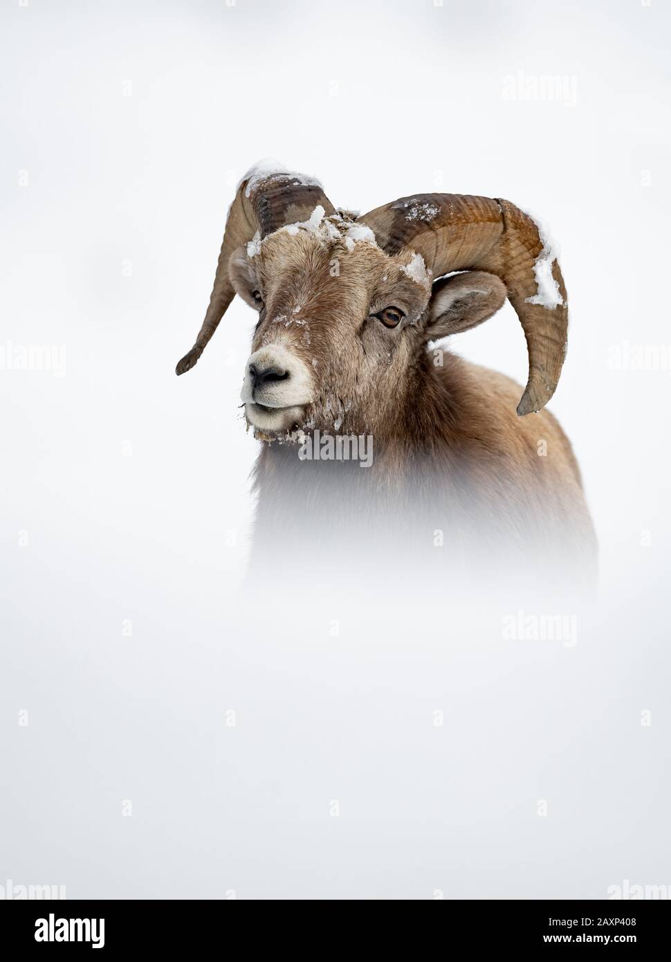 Bighorn Sheep Ram in Canada Stock Photo