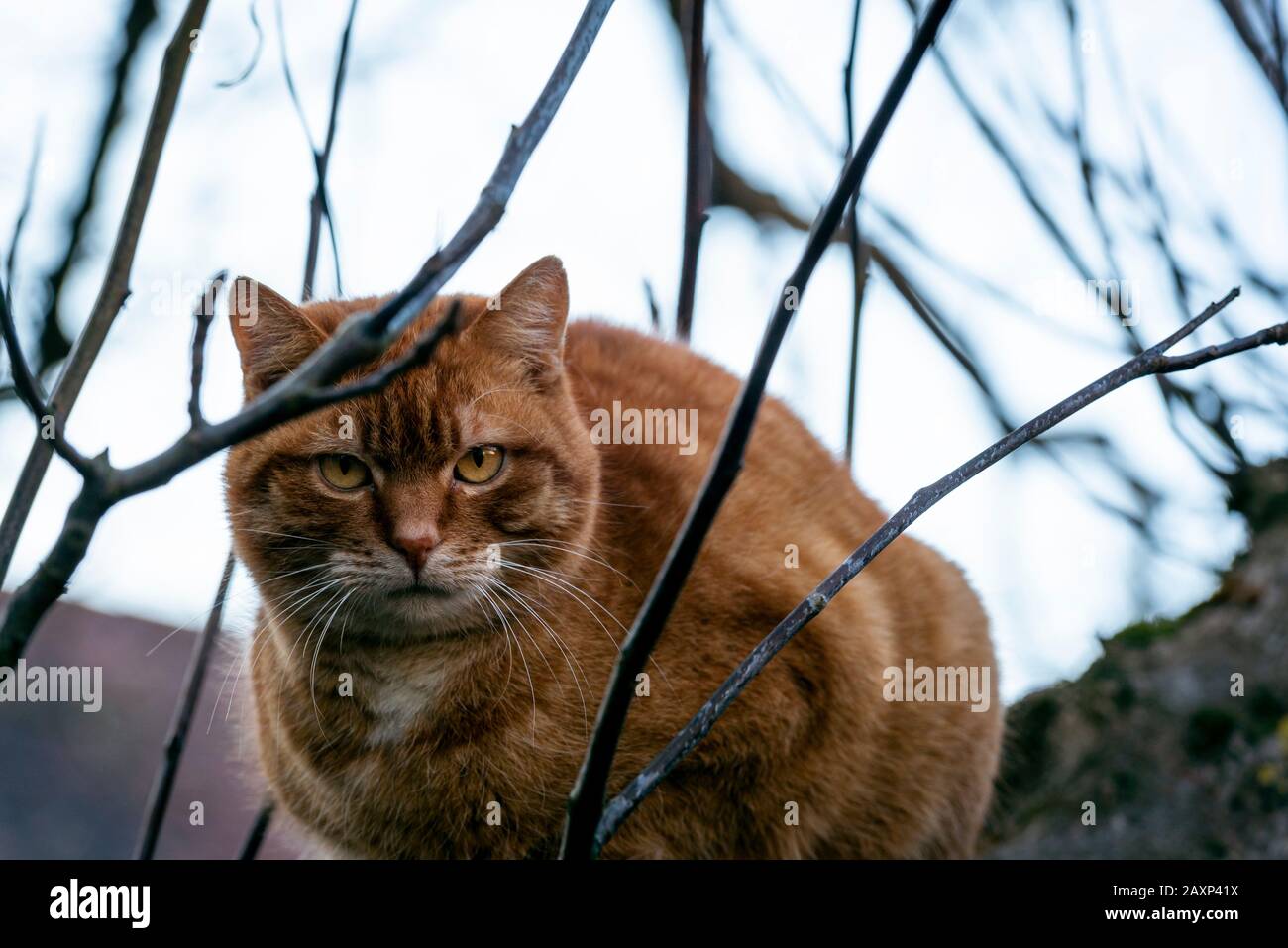 Young cat with fluffy orange fur. Funny domestic cat in a tree. Kitty looking into the camera. Animal portrait Stock Photo