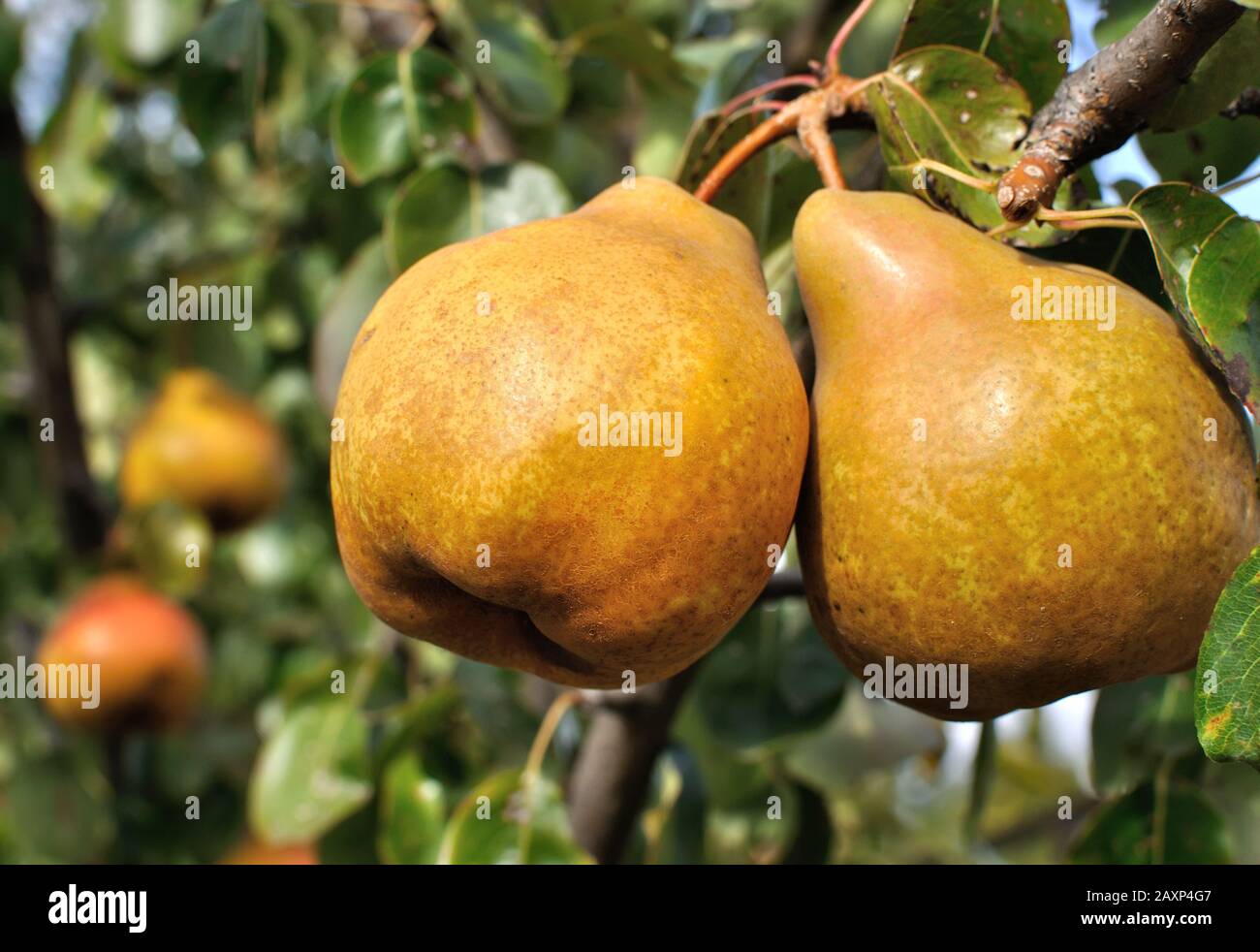 closeup of ripe pears on a tree in the orchard Stock Photo